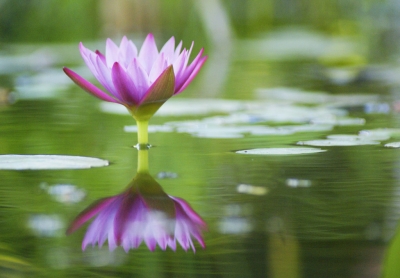 Madame Georgette DELATTRE née CAPPELLE