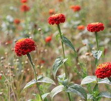 Madame Marianne GARCIA née PULAI