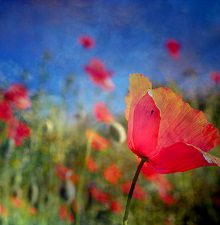 Madame Jacqueline COUTURIER née HÉDOIN