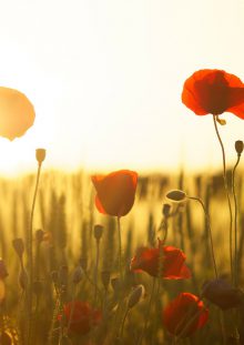 Madame Viviane PEROMET née HAUTECOEUR