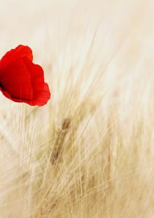 Madame Martine DEKMEER née LELIEVRE