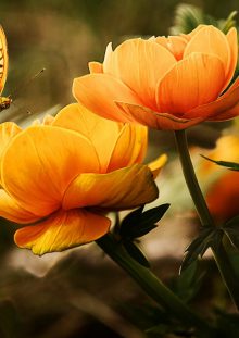 Madame Micheline TUYTENS née MOBÉLUS