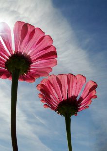 Madame Catherine DELSARTE née DELESCLUSE